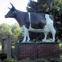 Big Cow - Antoinette