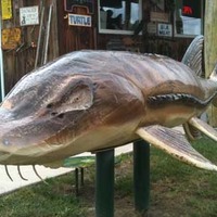 Carved Sturgeon Photo Opportunity