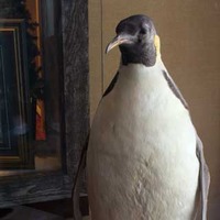 Emperor the Penguin