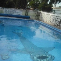 Swimming Pool Shark