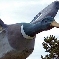 World's Largest Mallard Duck