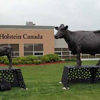 Holstein Cow Statues