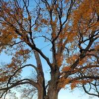 Canada's Oldest Sugar Maple Tree