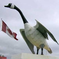 Grady, Largest Canada Goose in Canada