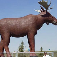 Mac, World's Tallest Moose