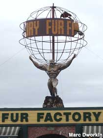 Atlas shoulders the world of furs at factory prices.