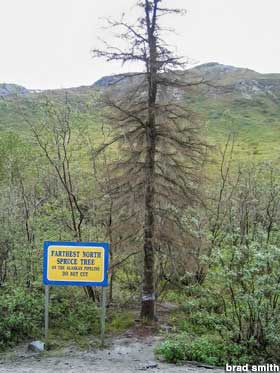 Spindly, sick-looking evergreen stands behind a 
