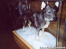 Taxidermied sled dog stands inside a glass case on a fake bed of snow.