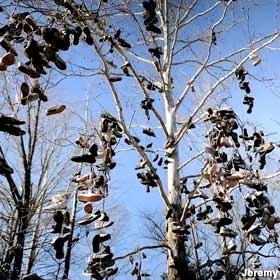 Tree whose bare branches are filled with shoes hung over them by their laces.