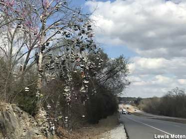 Tree next to a road whose bare branches are filled with shoes hung over them by their laces.