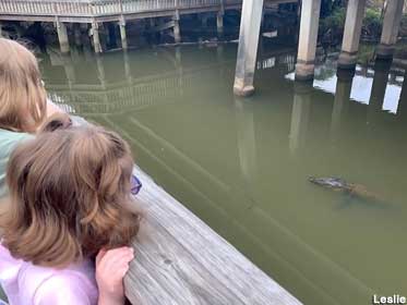 Two small children gaze over a railing at an alligator in a pond.