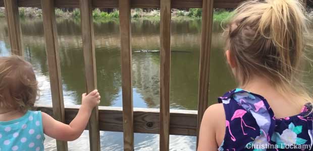 Two small children gaze through a fence at an alligator in a pond.