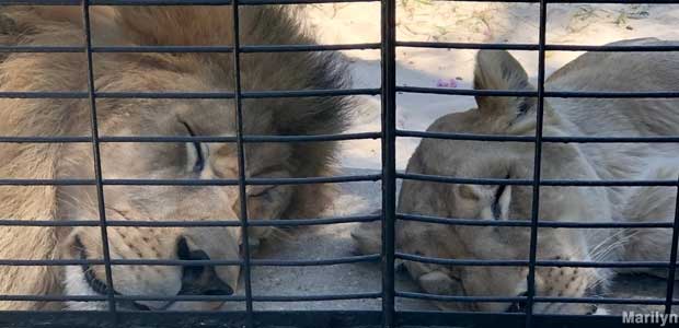 Two lions slumber behind bars.