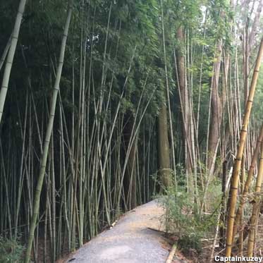 Bamboo forest path.