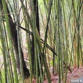Bamboo jungle.