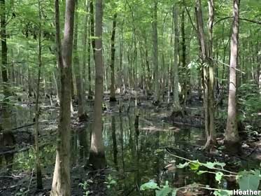Swamp walk.