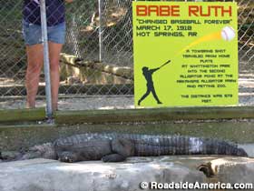 Inside the Alligator Farm: the Babe Ruth pond.