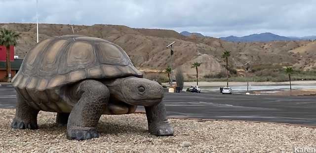 Poki, the World's Largest Desert Tortoise.