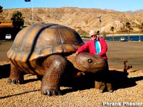 Big tortoise.
