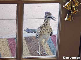 Roadrunner at the door of the Cool Springs Rt. 66 gas station.