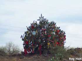 Mystery Christmas Tree.