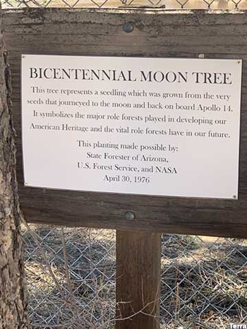Bicentennial Moon Tree sign.