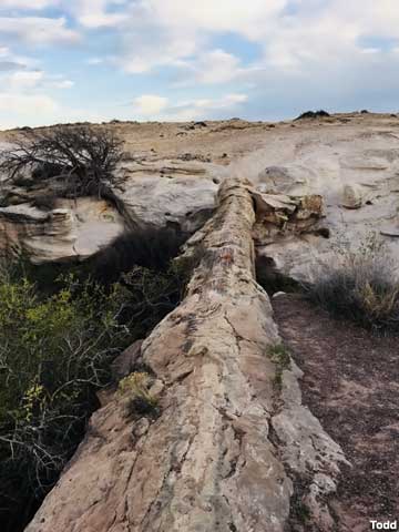 Petrified Forest.