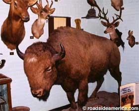 Old Renegade - buffalo.