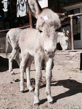 Baby burro.