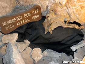 Mummified Bob Cat.