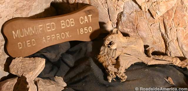 The Mummified Bob Cat: star of Caverns postcards for many decades.