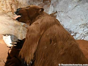 Prehistoric ground sloth fell into the cave and could not leave.