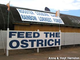 Feed the Ostrich.