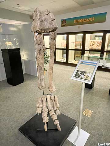 Sonorasaurus Dinosaur bones.