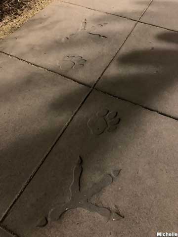 Footprints of Toby the Red Griffin.