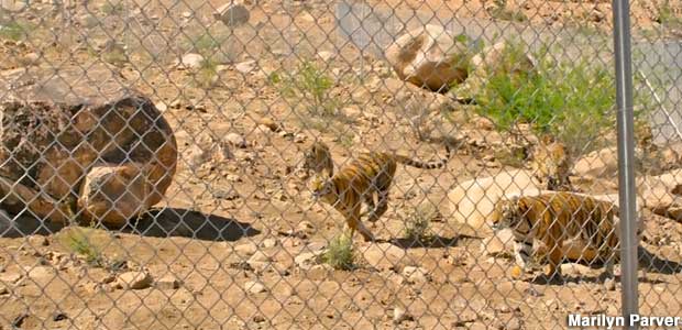 Tigers rescued.