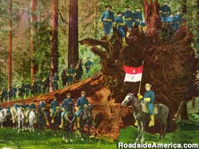 Postcard, cavalry in Big Tree Grove.