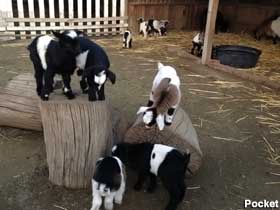 Baby Goats.