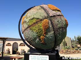 Globe made of succulents.