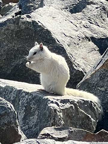 White Squirrel of the Pacific.