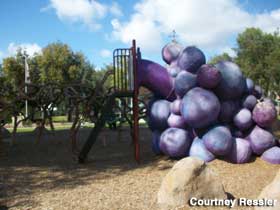 Grape slide.