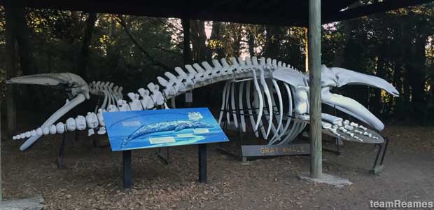 Whale skeletons.