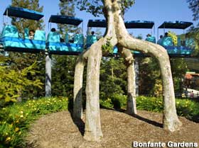 Circus Tree, Bonfante Gardens.