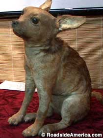 Jayne Mansfield's Chihuahua.