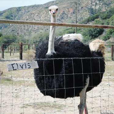 Elvis the ostrich.