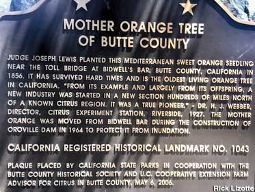 Mother Orange Tree historical marker.
