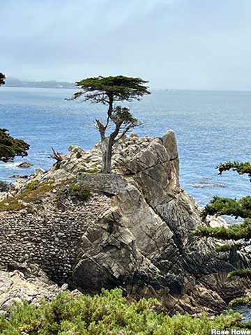 The Monterey Cypress.
