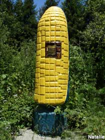 Big corn.