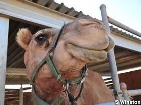 Camel dairy.
