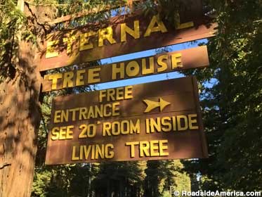 Eternal Tree House.